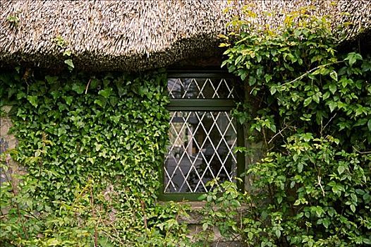 窗户,墙壁,遮盖,常春藤,穿过,爱尔兰