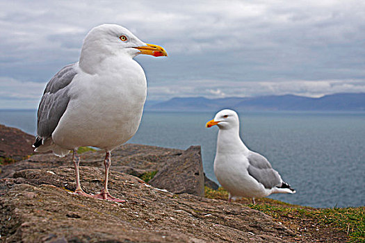 海鸥,斯莱角,丁格尔半岛,凯瑞郡,芒斯特,爱尔兰