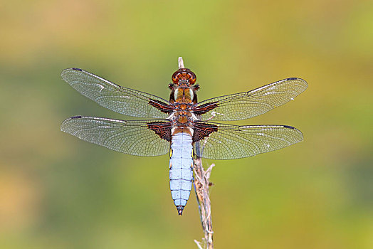 蜻属,雄性,黑森州