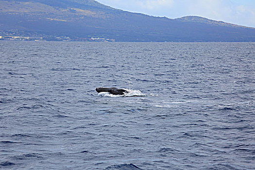 鲸鱼跃出水面
