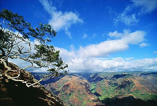 夏威夷,考艾岛,威美亚峡谷,树,前景