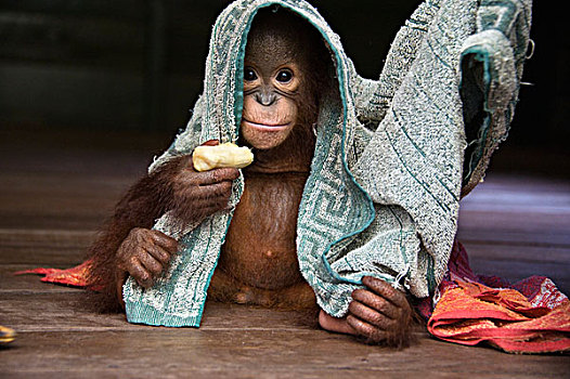 猩猩,黑猩猩,2岁,幼仔,玩,毛巾,拿着,香蕉,中心,婆罗洲,印度尼西亚
