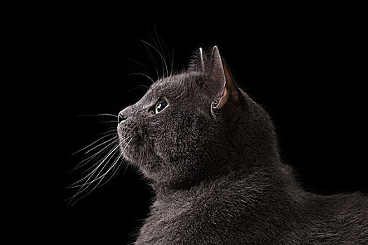 英国短毛猫,猫,看,暗色,隔绝,黑色背景