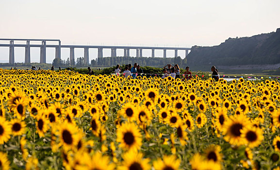 河南三门峡,黄河滩涂千亩葵花竞相开放美景如画