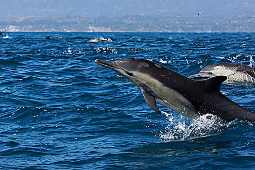 常见海豚,长吻真海豚,跳跃,圣芭芭拉,加利福尼亚