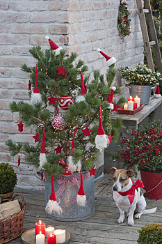 装饰,松树,生活方式,圣诞树