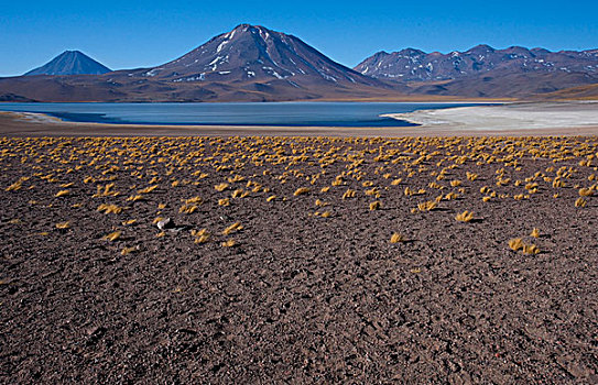 湖,水,高原,安托法加斯塔大区,智利,局部,国家级保护区,分开,火山岩,喷发