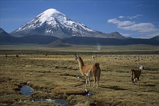 羊驼,靠近,火山,拉乌卡国家公园,智利