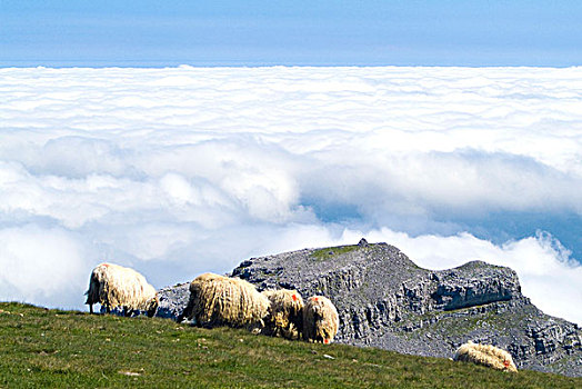 绵羊,放牧,攀升,背景,上面,自然公园,比斯开湾,省,巴斯克,西班牙