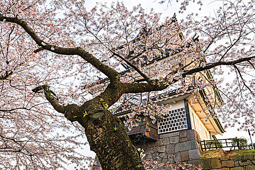 金泽,城堡,樱花,石川,日本