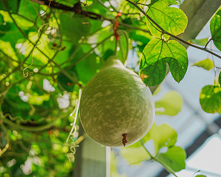 羊城广州初冬农科院菜园瓜棚里的玉米地