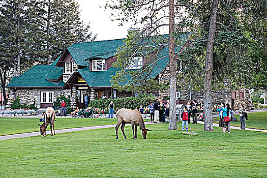 游客,看,麋鹿,草,信息,中心,碧玉国家公园,艾伯塔省,加拿大