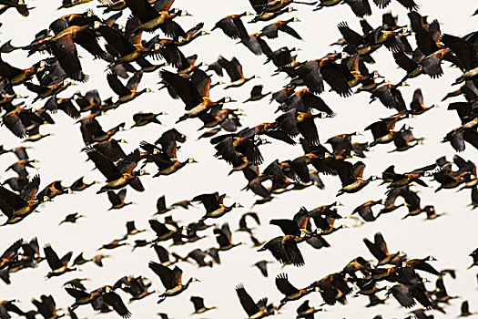 成群,鸭子,飞起,焦奇,国家公园,塞内加尔,非洲