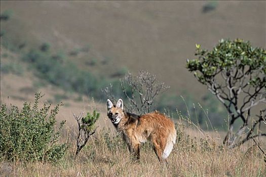 鬃狼,孤单,猎捕,草地,栖息地,国家公园,巴西