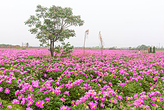 芍药花园