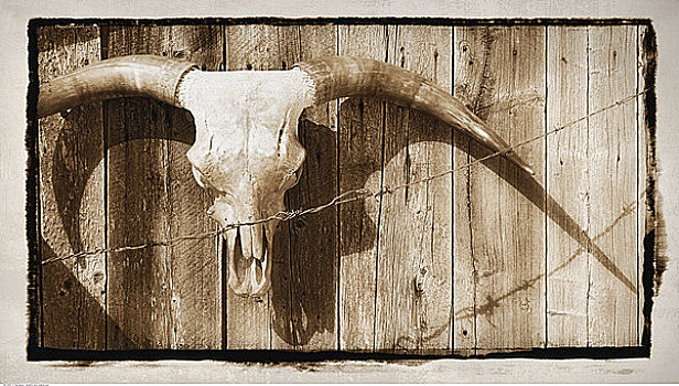 长角牛,头骨,木篱,艾伯塔省,加拿大