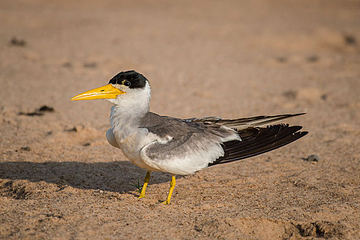燕鸥,站立,沙子,潘塔纳尔,南马托格罗索州,巴西,南美
