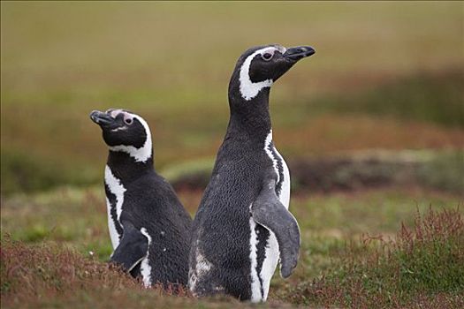 麦哲伦企鹅,小蓝企鹅,父母,巢穴,入口,福克兰群岛
