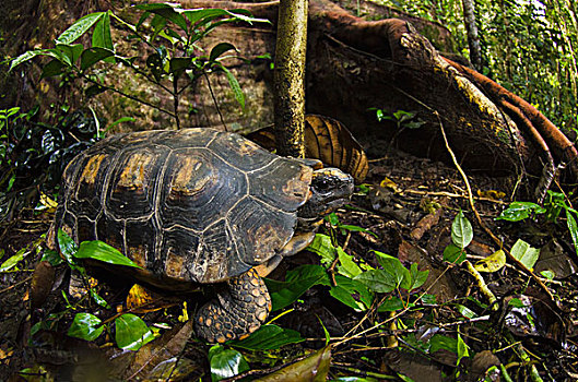 龟,象龟属,国家公园,亚马逊雨林,厄瓜多尔