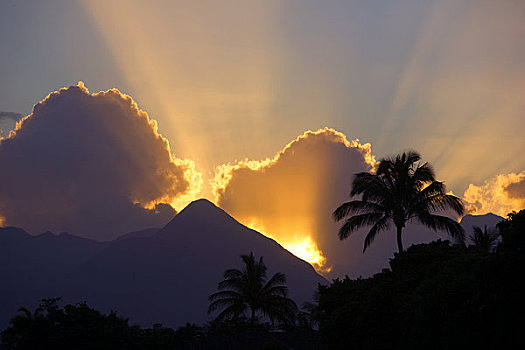 夏威夷,毛伊岛,剪影,棕榈树,日落