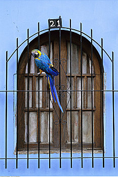 鹦鹉,坐,窗边,加拉加斯,委内瑞拉