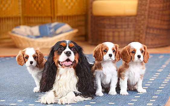 查尔斯王犬,三种颜色,母狗,三个,小狗,布伦海姆,8星期大,躺着,地毯,客厅