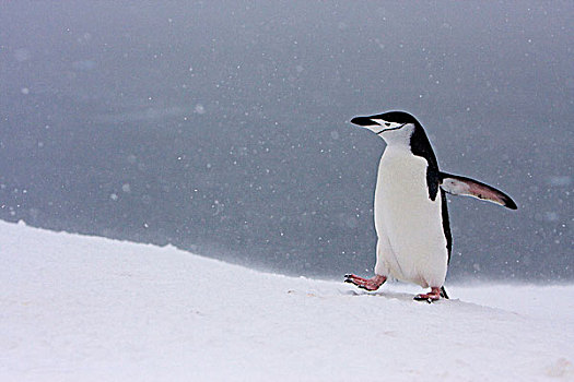 半月,岛屿,南极,帽带企鹅,走,一个,暴风雪