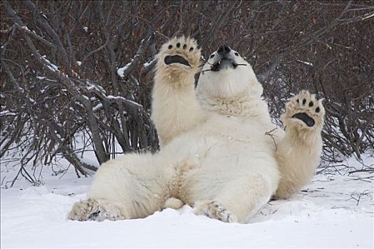 玩,北极熊,咀嚼,细枝,丘吉尔市,曼尼托巴,加拿大