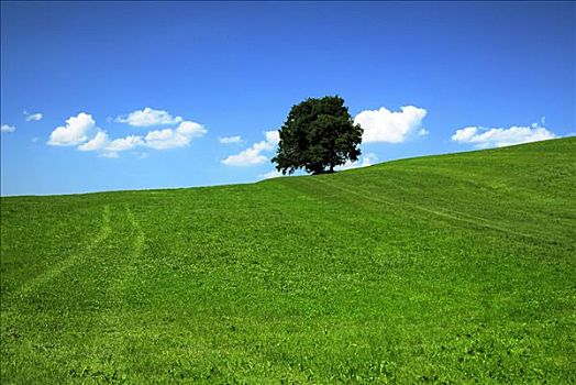 孤树,草地,巴伐利亚,德国