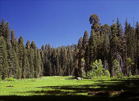 草地,巨大,巨杉,树林,加利福尼亚,美国