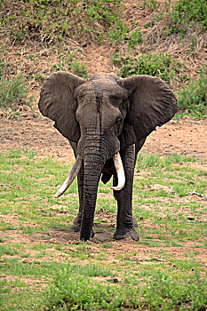非洲,大象,挖,河床,水,克鲁格国家公园,南非