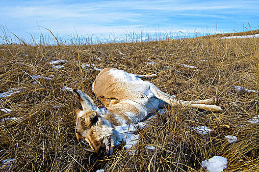 叉角羚,北美,饥饿,死亡,草原,艾伯塔省,加拿大西部