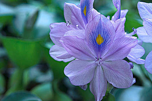 紫色唯美水葫芦花卉