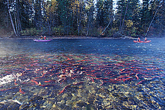 亚当斯河,红鳟鱼,筏,靠近,追逐,不列颠哥伦比亚省,加拿大