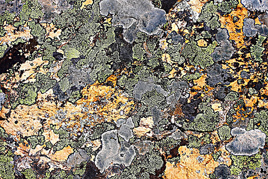 石头,繁茂,苔藓,国家公园,西班牙,欧洲