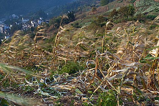 被风冲动的玉米杆和山下的村庄