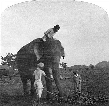 进食,大象,印度,20世纪
