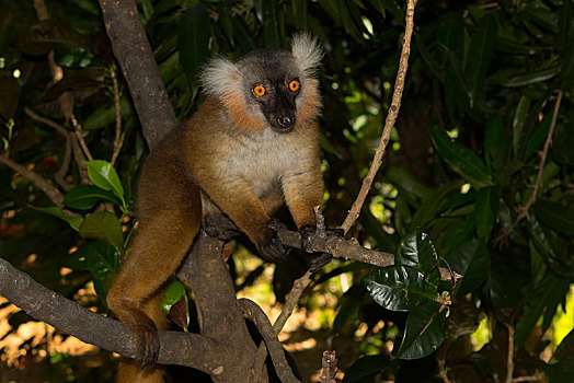 黑狐猴,褐色的狐猴,雌性,岛屿,诺西空巴,西北地区,海岸,马达加斯加,非洲