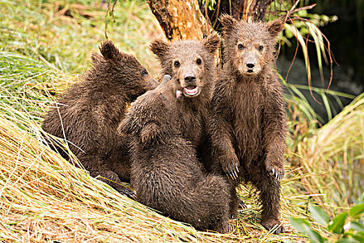 棕熊,幼兽,站立,旁侧,三个,兄弟姐妹