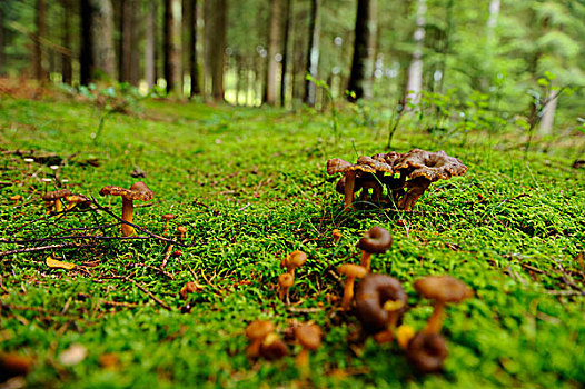 蘑菇,巴伐利亚,德国,欧洲