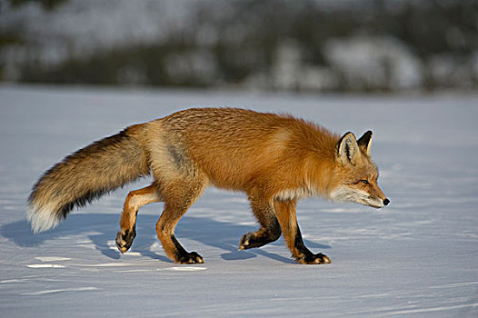 红狐,狐属,走,雪中,阿拉斯加