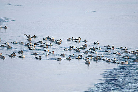 楚科奇海,岸边,手推车,阿拉斯加,绒鸭,鸭子,欧绒鸭,成群,游泳,领着,浮冰,春天,迁徙