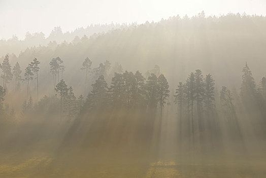 树林,早晨,雾,巴登符腾堡,德国,欧洲