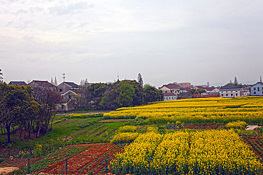 兴化,油菜花,乡村,观光,农业,种,0105