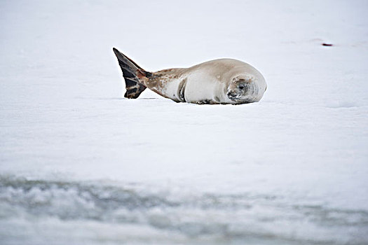 南极风景动物