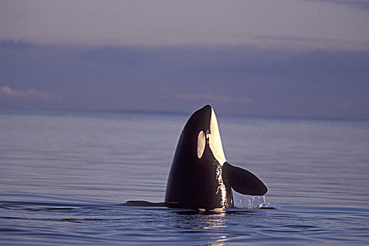 逆戟鲸,虎鲸属,靠近,圣胡安岛,美国