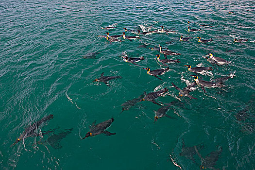 帝企鹅,群,游泳,索尔兹伯里平原,南乔治亚