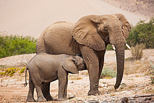 非洲象,母亲,哺乳,幼兽,骷髅海岸,纳米布沙漠,纳米比亚
