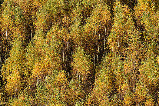 桦树,树林,秋天,藻厄兰,北莱茵威斯特伐利亚,德国,欧洲