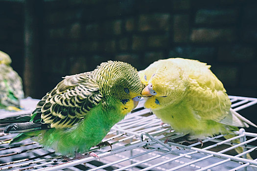 亲吻的小鸟